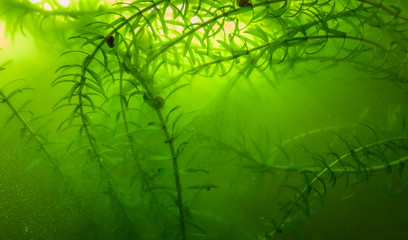 Fototapeta na wymiar Aquatic plant - elodea in aquarium. Selective focus.