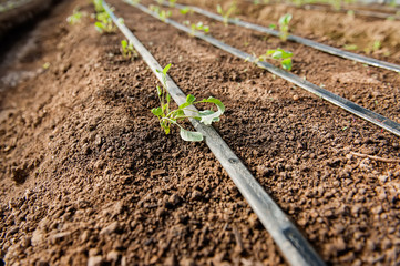 Young plants in soil grow and wind their leaves up near the irrigation drip lines.