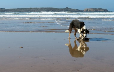 A dog eating a dead bird washed ashore in Essaouira, Morocco