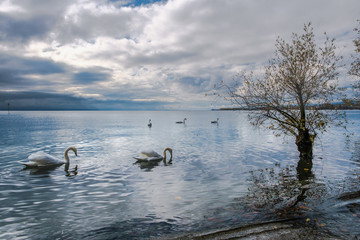 A view on Lake Geneva from Preverenges, Switzerland