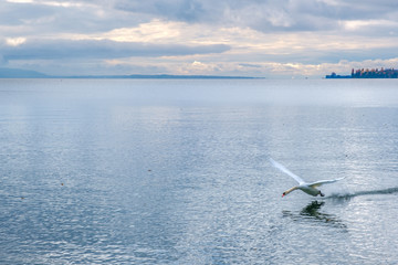 A view on Lake Geneva and a swan in the foreground taking off