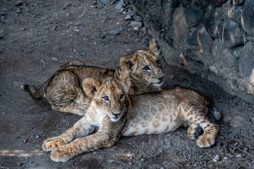 baby lion siblings in Guatemalan zoo