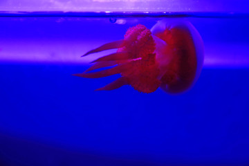 nettle jellyfish