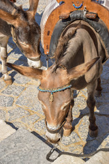 Obraz premium Esel der den Kopf nach unten hält, equus asinus, Pferd, 