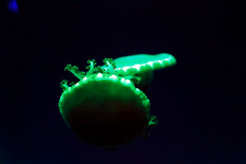 Handstand jellyfish