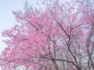 Cherry blossoms in Thailand