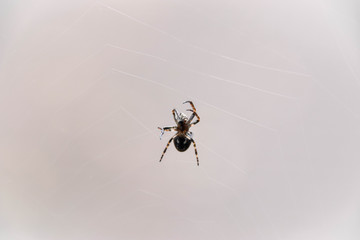 araneus, kreuzspinne, spinne, netz, urlaub