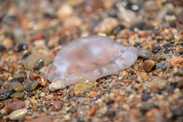 qualle, feuerqualle, Cyanea capillata, Meer, Sonne
