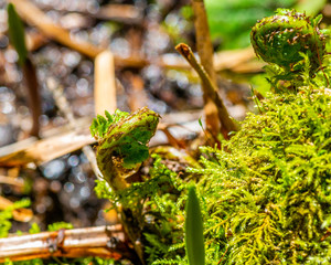 Green Forest baby ferns