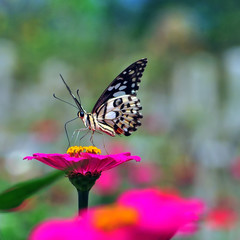 butterfly on a flower