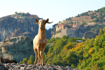 Greek goats roam free on the rugged rock formations of Meteora with the Monasteries in the background