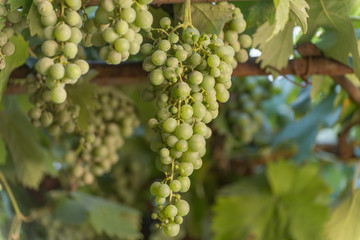 Green Grapes on a vine, multiple branches
