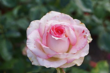 Pink rose flower