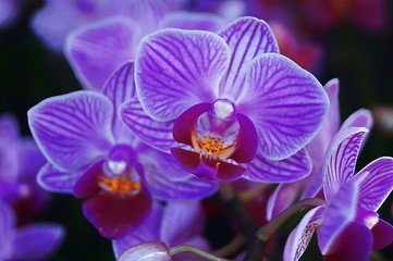 Pansy Orchid