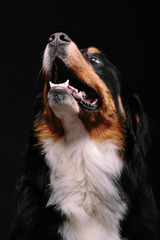 Close-up portrait of Bernese Mountain Dog against black background