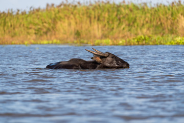 Fototapeta premium Water buffalo in lake at Thalenoi, Phatthalung, Thailand