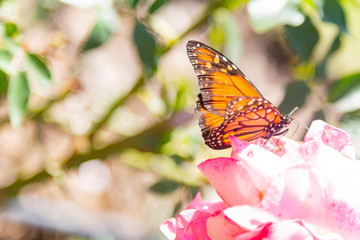 Monarch butterfly on rose flower, Buenos Aires, Argentina.