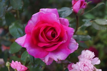 Purple and red rose flower