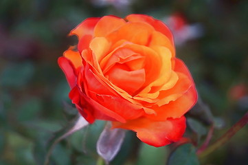 Orange rose flower
