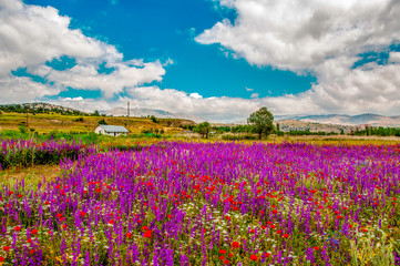 Spring Flowers in Antalya, Turkey. May 2013
