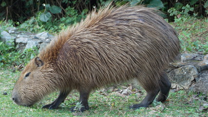 Capivara