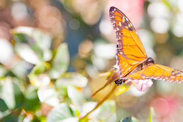Monarch butterfly on rose flower, Buenos Aires, Argentina.