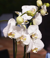 White orchid