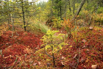 Landscape. Small fir tree grows in the Carpathian wetland Rudyak, Vorokhta, Carpathian National Nature Park, Ukraine
