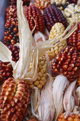 Different types of maize cobs