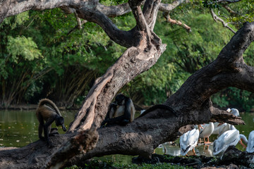 monkeys by lake in Guatemalan park