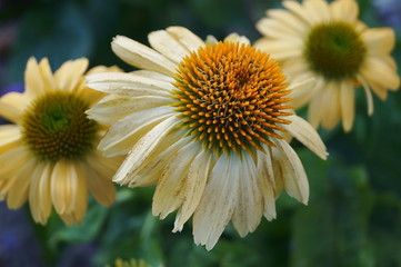 Yellow Echinacea flowers