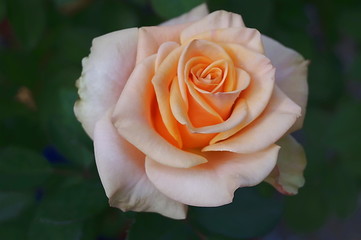 Pink and orange rose flower