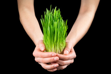 Girl's hands holding green grass