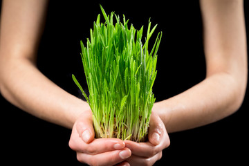 Girl's hands holding green grass under rain