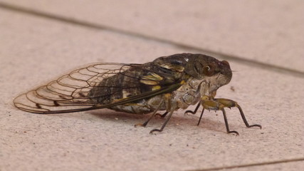 Cigarra