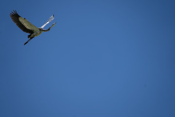 Blue Sky Heron