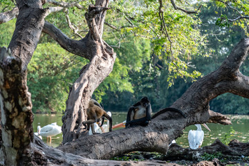 Fototapeta na wymiar monkeys by lake in Guatemalan park