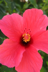 closeup of red flower