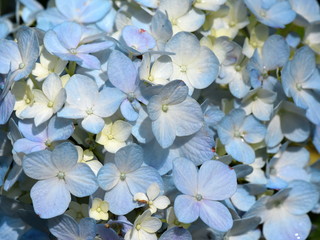 Closeup on blue mophead flower Hydrangea macrophylla