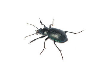 The caterpillar hunter ground beetle Calosoma granatense from Galapagos islands