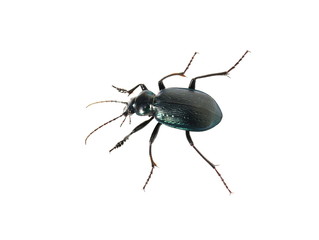 The caterpillar hunter ground beetle Calosoma granatense from Galapagos islands