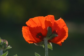 Fototapeta premium Poppy