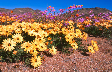 blooming desert in spring of namaqualand, south africa 