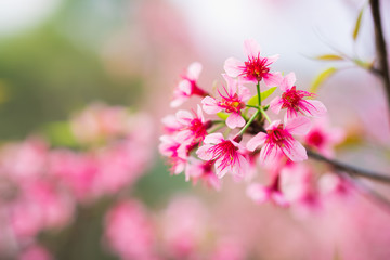 Closeup pink flower, Thailand Sakura on dark green background - Taken at sunset time