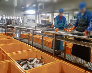 Blur, bokeh, background, abstract, image for background. Cutting the salmon on the production line...