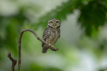 Spotted owlet, Athene brama, Beautiful bird in Thailand.
