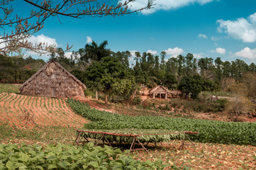 Tabakplantage in Kuba