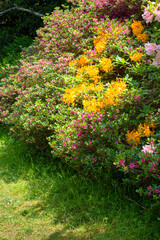Luxurious spring flowering of azaleas in the park