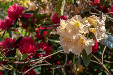 Beautiful flowering azaleas. Close-up