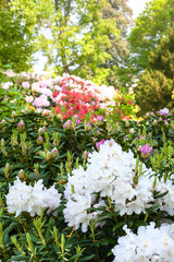 Delightful background of lush blooming azalea bushes